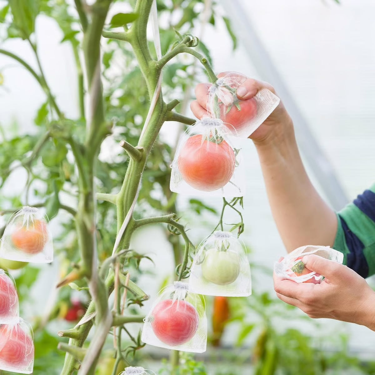 Beschermzakken voor Fruit & Groenten
