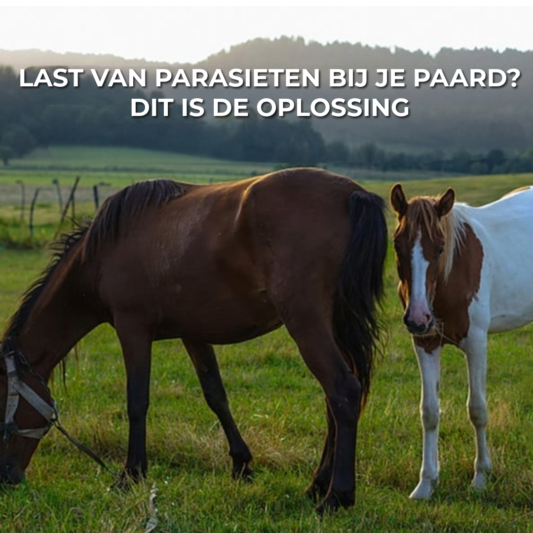 Ontwormingspasta voor Paarden